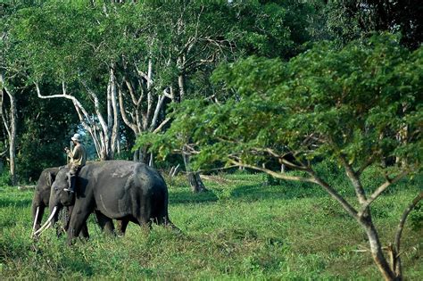 Way Kambas National Park