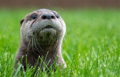 Emaciated baby river otter found on Sunriver-area golf course; pup now ...