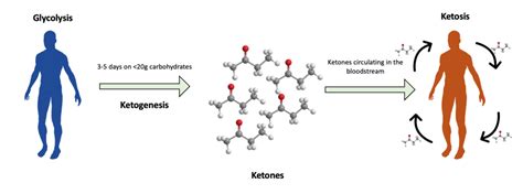 What you Need to Know about Ketosis and Ketogenesis