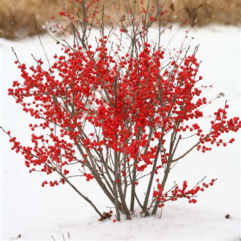 'Berry Poppins' Winterberry - Landscape Design, Installation ...