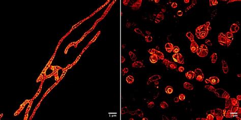 Live mitochondria seen in unprecedented detail: photobleaching in STED ...