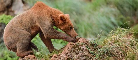 Spain Wildlife Tours | Apex Expeditions