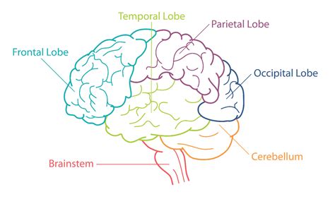 The Human Brain 101 | Mental Health America