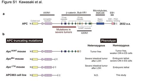 Fig. S1 APC structure and phenotypes. (a) Domain structures of full ...