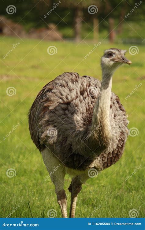 Ostrich Running in the Field Stock Photo - Image of blur, alone: 116205584