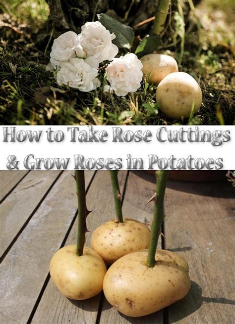 Quiet Corner:How to Take Rose Cuttings and Grow Roses in Potatoes ...