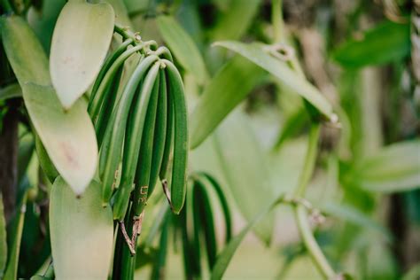 Everything you Need to Know About Growing Vanilla Beans – Vanilla Bean ...