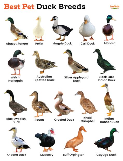 List of Best Pet Duck Breeds With Pictures