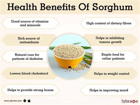 Benefits of Sorghum And Its Side Effects | Lybrate