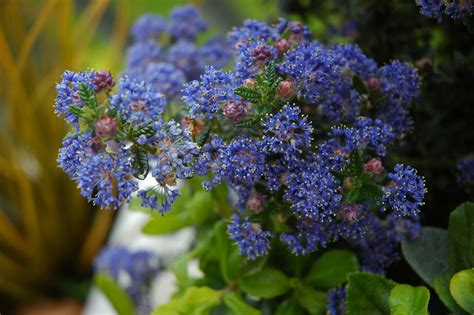 Ceanothus 'Puget Blue' - Riverside Garden Centre