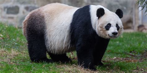 Giant Panda Cub Born at Smithsonian’s National Zoo | Smithsonian's ...