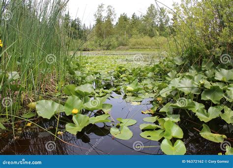 Lilly pad lake stock photo. Image of flowers, still, westcoast - 96372162