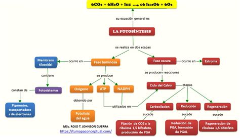 Mapa conceptual de la fotosíntesis