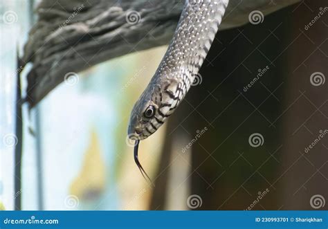 Indian Rat Snake Ptyas Mucosa Tongue Out Stock Image - Image of habitat ...