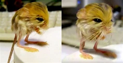 Watch A Cute Little Pygmy Jerboa Clean Itself