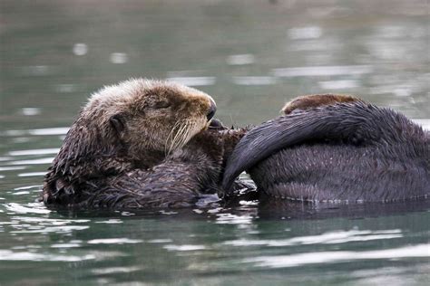 Curious Kids: Why do sea otters clap?