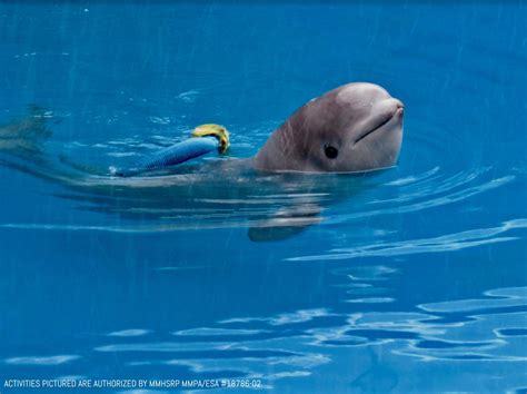 Baby beluga whale Tyonek’s unusual, 4,000-mile journey to San Antonio