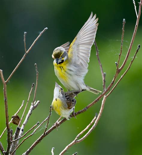 Dickcissel | Audubon Field Guide