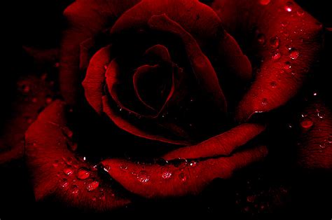 Gothic Roses Wallpaper - WallpaperSafari