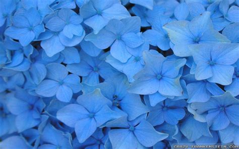 Blue Flower Wallpapers - Wallpaper Cave