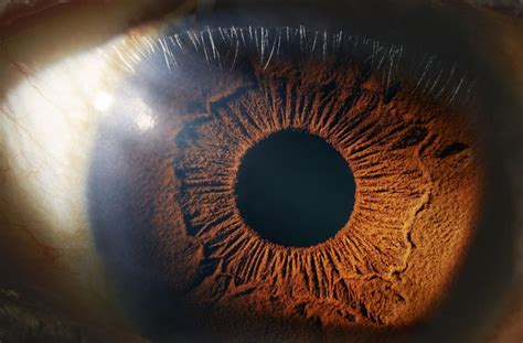 How the Human Eye Works (Structure and Function)