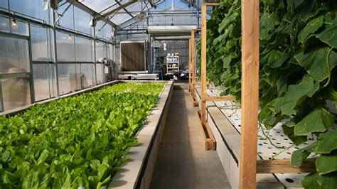 Designs for Aquaponic Systems: Pros and Cons - ECOLIFE Conservation