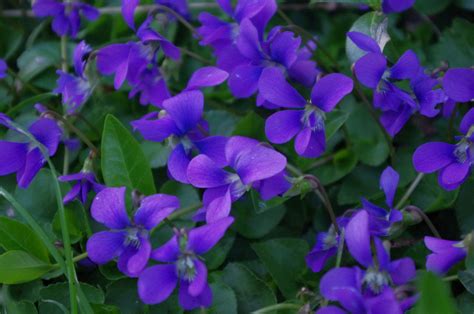 The Beauty and Benefits of the Viola Flower - Lilly Geek