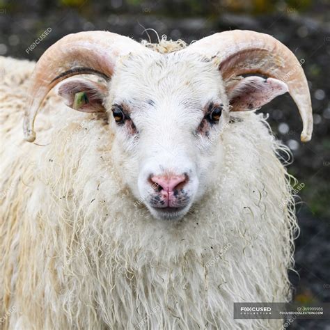 Close-up of a white ram sheep (Ovis aries) looking at the camera ...