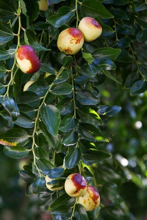 The Jujube tree, a taste of China for the California garden - Los ...