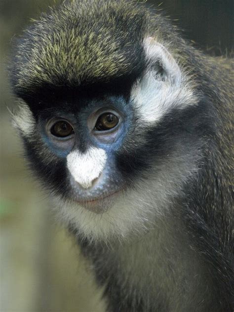 Guenon - Alchetron, The Free Social Encyclopedia