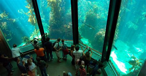 Tourism: Monterey Bay Aquarium