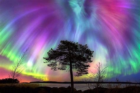 Download Tree Light Sky Colors Earth Nature Aurora Borealis Image