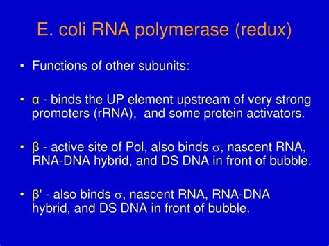 PPT - E. coli RNA polymerase (redux) PowerPoint Presentation - ID:3696583