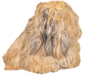 Matted Dog? Ten Tips for Removing Mats from your dog’s Coat