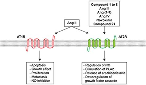 Update on Angiotensin II Subtype 2 Receptor: Focus on Peptide and ...