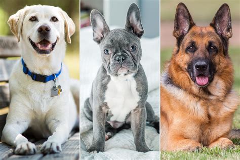 American Kennel Club Reveals Most Popular Dog Breeds 2020