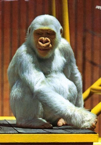 Snowflake is the only albino gorilla known to man. He lived in the zoo ...