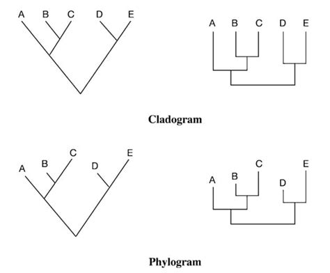 Phylogenetic Tree- Definition, Types, Steps, Methods, Uses