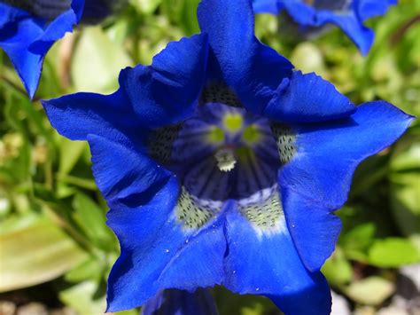 Caerulean Skies: Gorgeous Gentiana