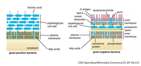 Gram Positive vs Gram Negative Bacteria