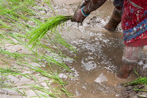 "Rice Plantation." by Stocksy Contributor "Shikhar Bhattarai" - Stocksy