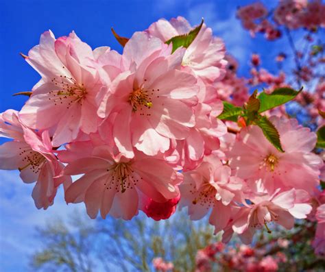 Prunus 'Kanzan' Cherry Blossom Tree Bare Root Sales Shop | lupon.gov.ph