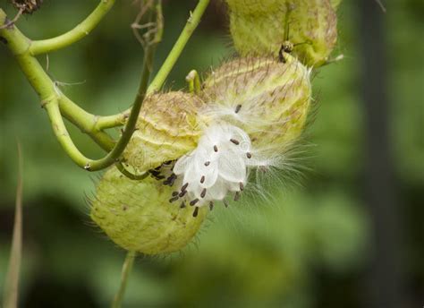 Swan plant seeds stock photo. Image of strange, swan - 69431308