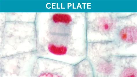 Cell Plate - Structure, Formation and Function » BIOLOGY TEACH