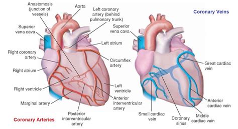 Arteries and veins of the Heart Diagram | Quizlet