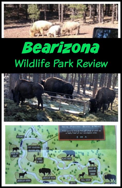 Bearizona Wildlife Park Review