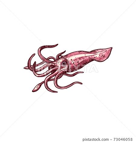 Monochrome armhooked squid isolated Decapodiformes - Stock Illustration ...