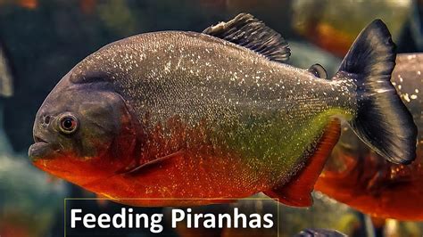 How Do Piranhas Feed in a Group (Feeding Frenzy) - YouTube