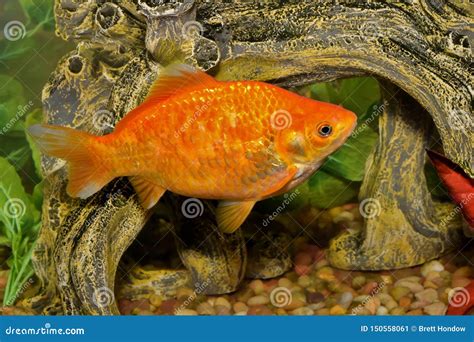 Orange Goldfish Swimming in a Fish Tank. Stock Image - Image of close ...