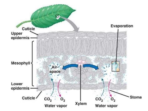 Gas exchange in plants